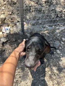 Hund Irida adoptieren