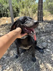 Hund Irida adoptieren
