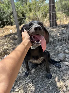 Hund Irida adoptieren