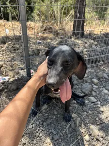 Hund Irida adoptieren