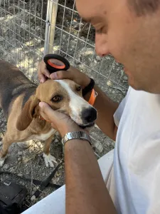 Adopt Kimonas