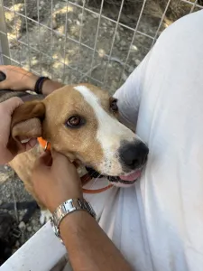 Adopt Kimonas