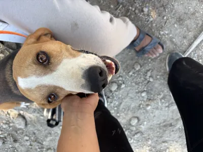Adopt Kimonas
