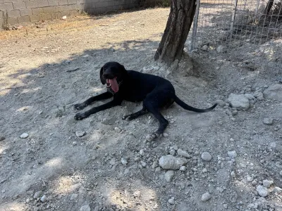 Hund Irida adoptieren