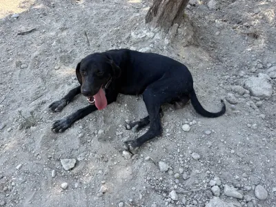 Hund Irida adoptieren