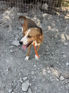 Adopt Kimonas