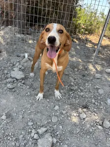Adopt Kimonas