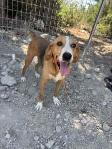 Adopt Kimonas