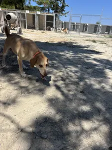 Adoptionsprofil für Aria