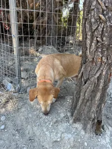 Hund Aria adoptieren