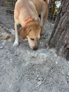 Hund Aria adoptieren