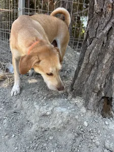 Hund Aria adoptieren