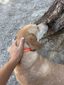 Hund Aria adoptieren