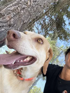 Hund Aria adoptieren