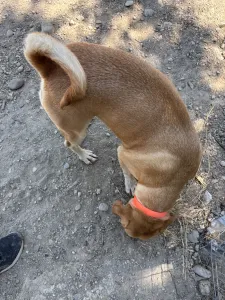 Hund Aria adoptieren