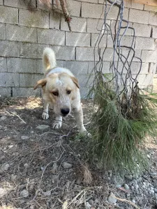 Hund Victor adoptieren