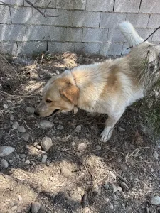 Hund Victor adoptieren