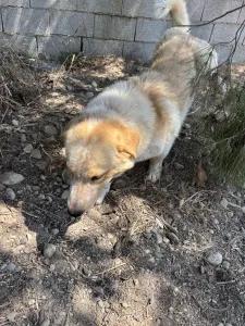 Hund Victor adoptieren