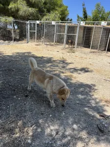 Hund Victor adoptieren