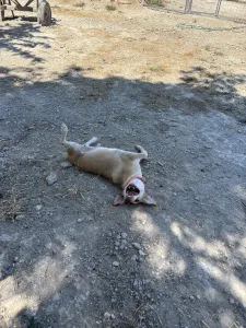 Hund Aria adoptieren