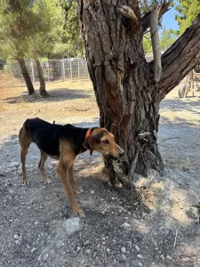 Adopt Ektoras