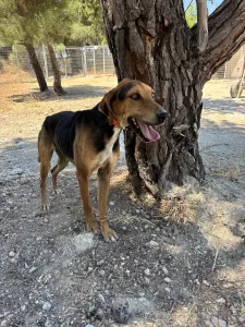 Adopt Ektoras