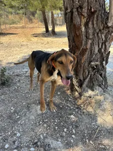 Adopt Ektoras