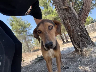 Adopt Ektoras