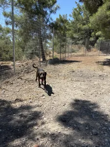Adoptionsprofil für Mila