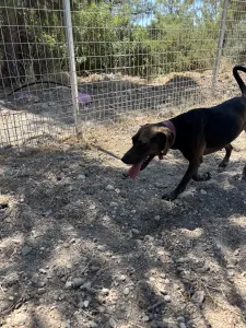 Adopt Mila