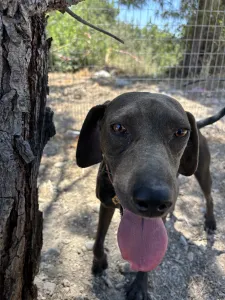 Adopt Mila