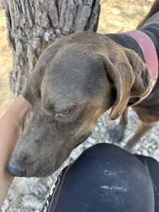 Adopt Mila