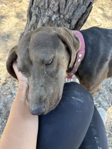 Adopt Mila