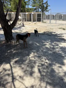 Adopt Mila