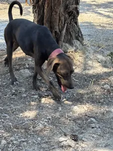 Adopt Mila
