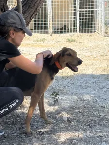Adopt Ektoras