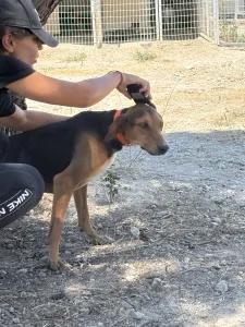 Adopt Ektoras