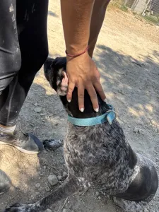 Adopt Sasa
