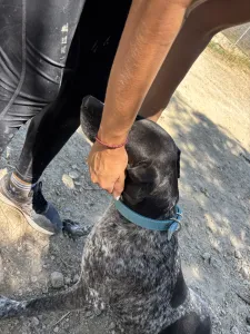 Adopt Sasa