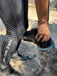 Adopt Sasa