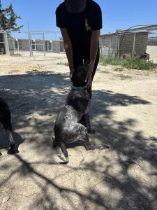 Adopt Sasa