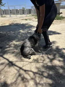 Adopt Sasa