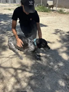 Adopt Sasa