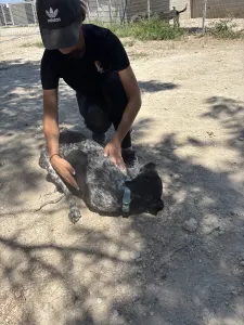 Adopt Sasa