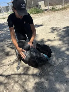 Adopt Sasa