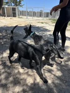 Adoptionsprofil für Akis