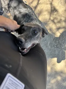 Adopt Sasa