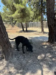 Hund Akis adoptieren