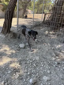 Adopt Sasa