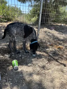 Adopt Sasa